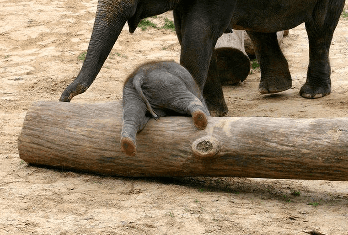 Baby Elephants 
