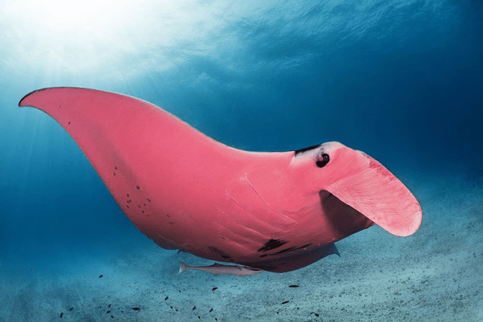 Pink Manta-Ray 