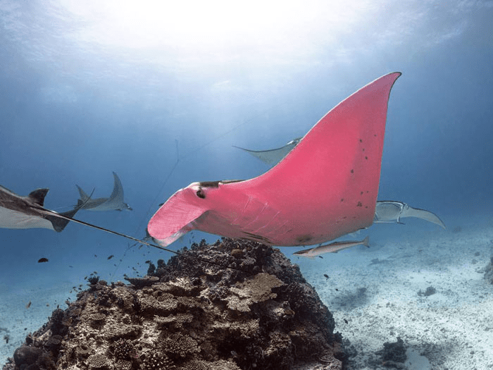 Pink Manta-Ray 