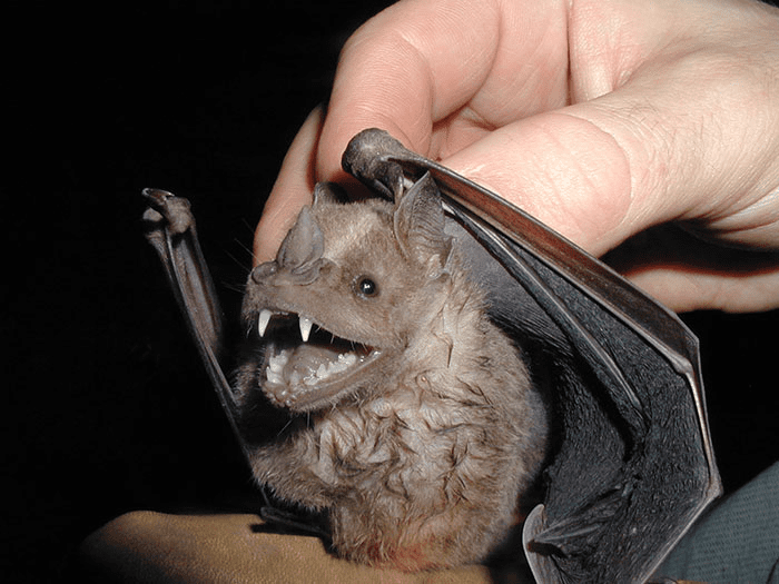 Bat