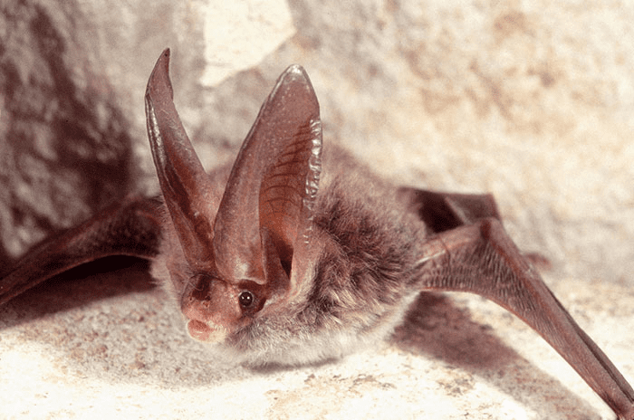 Bat