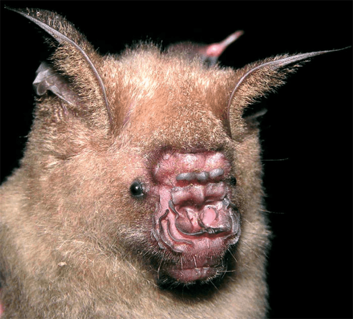 Bat