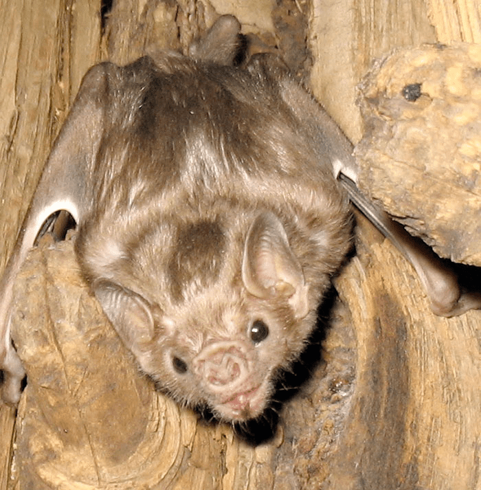 Bat