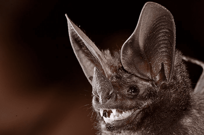 Bat