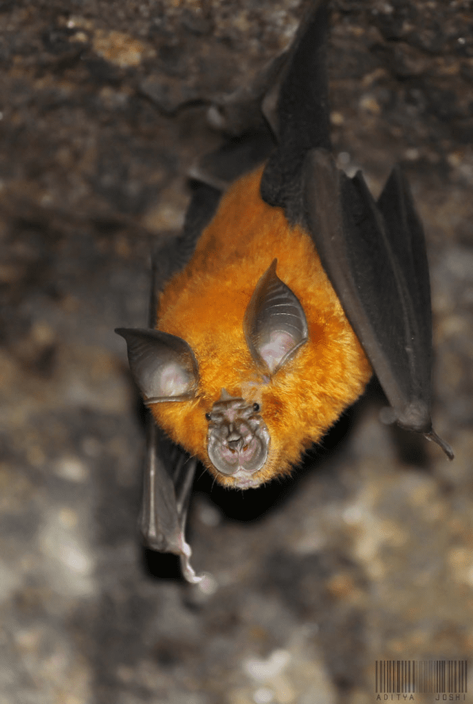 Bat