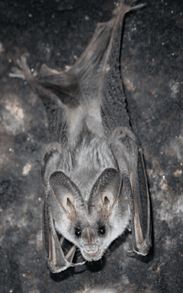 Bat