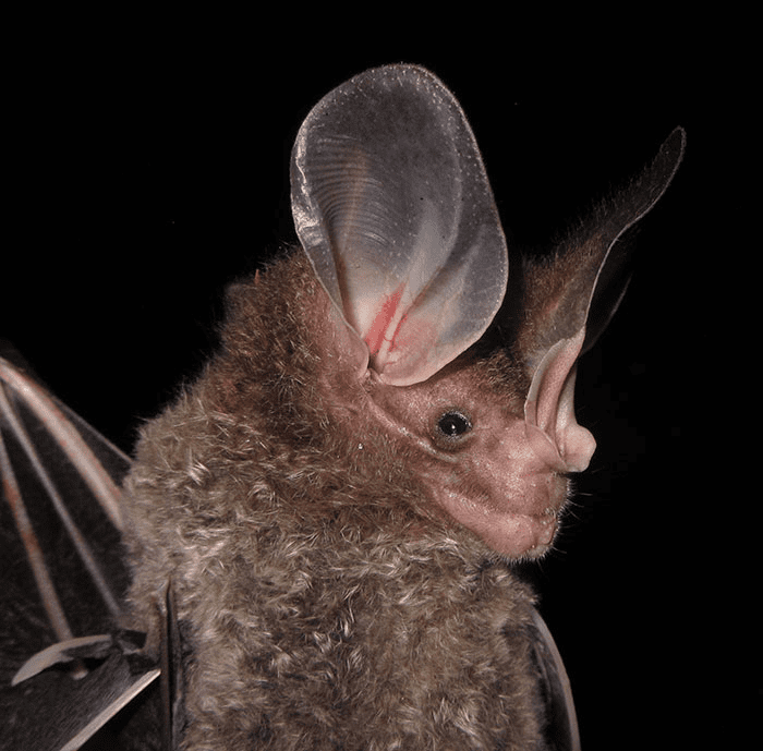 Bat