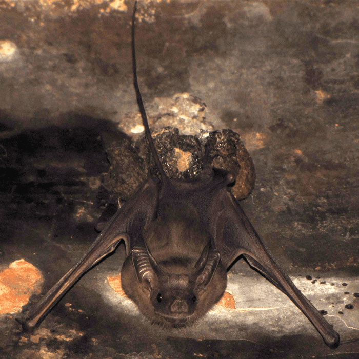 Bat