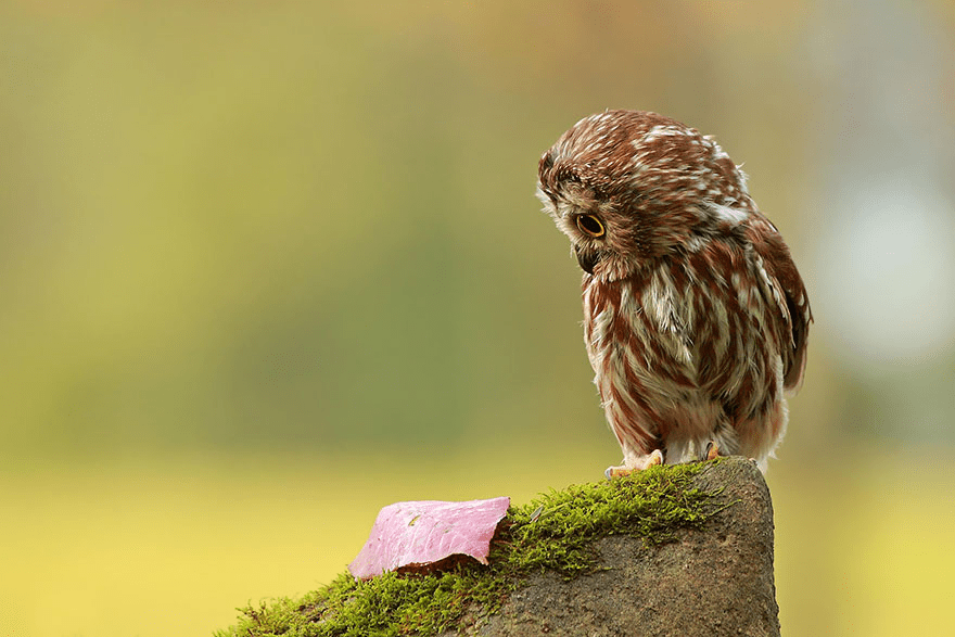 Owl