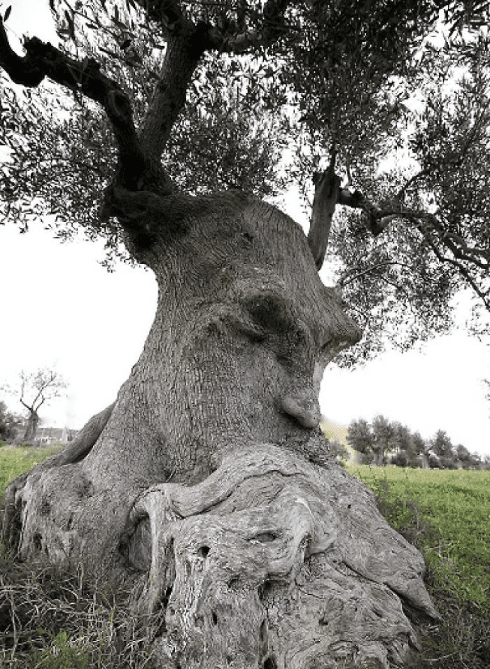 Unique Tree