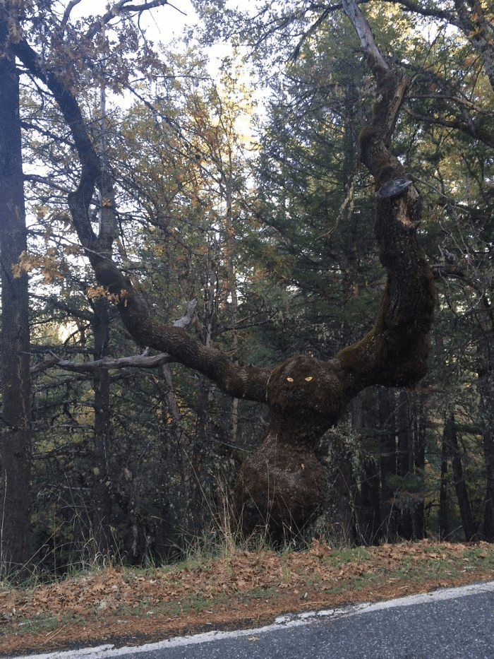 Unique Tree