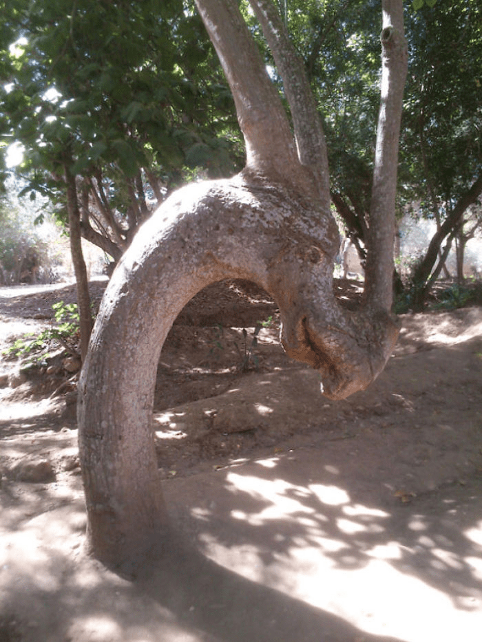Unique Tree