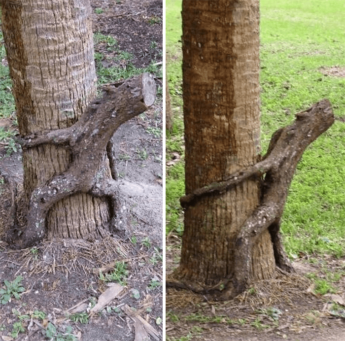 Unique Tree