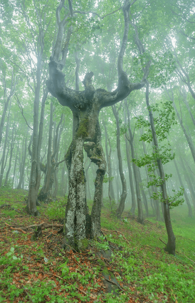 Unique Tree