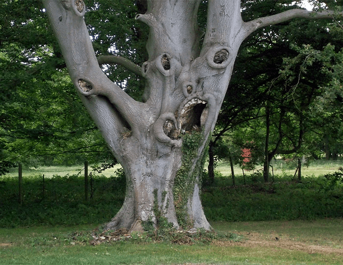 Unique Tree