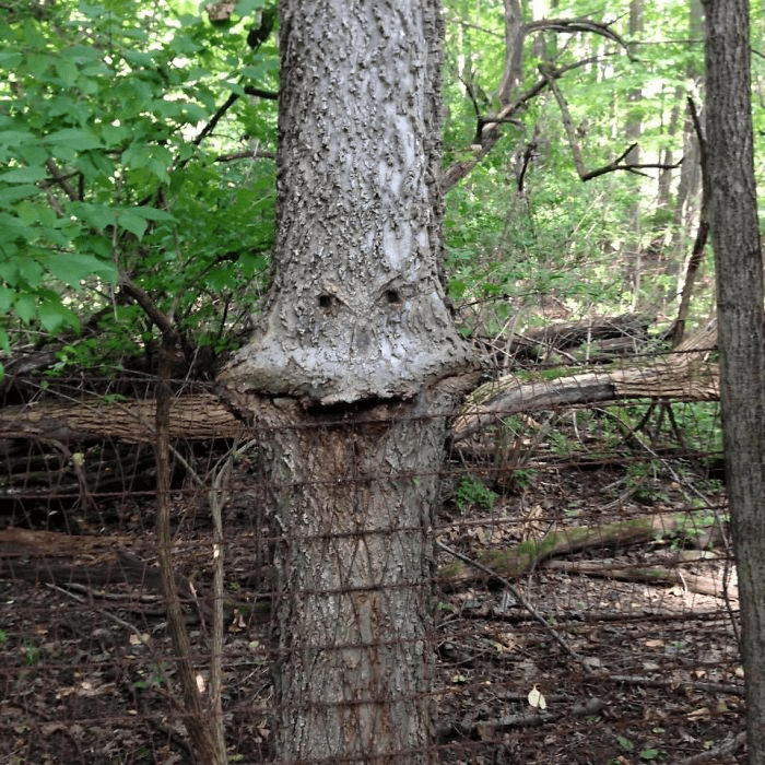 Unique Tree