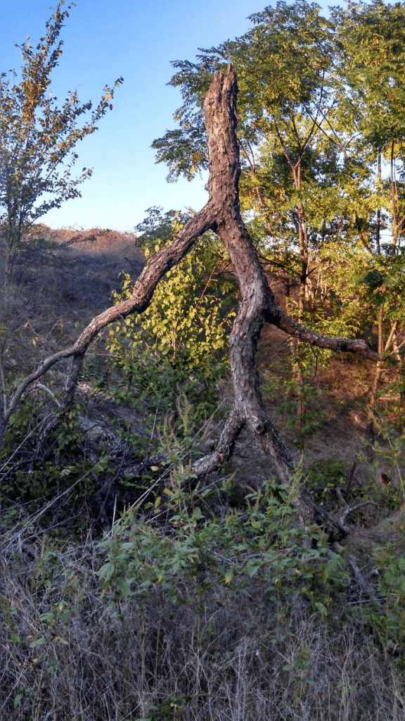 Unique Tree