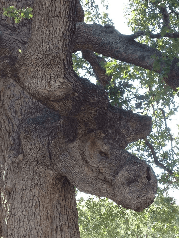 Unique Tree