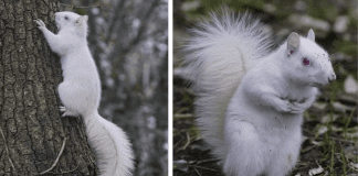 Squirrel