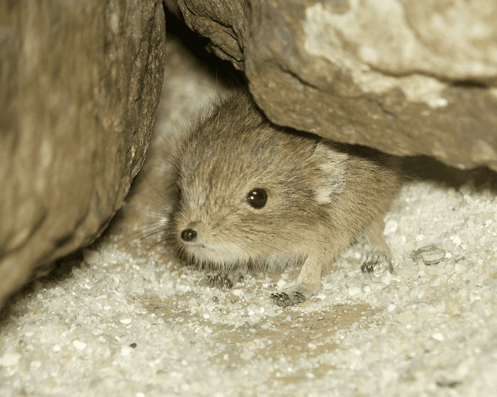 Elephant Shrews