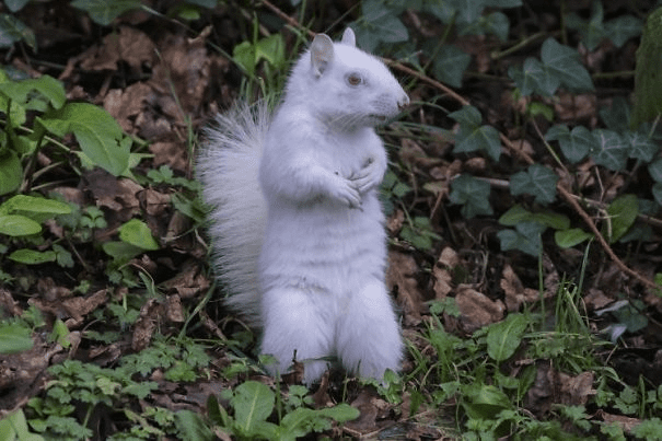 Squirrel