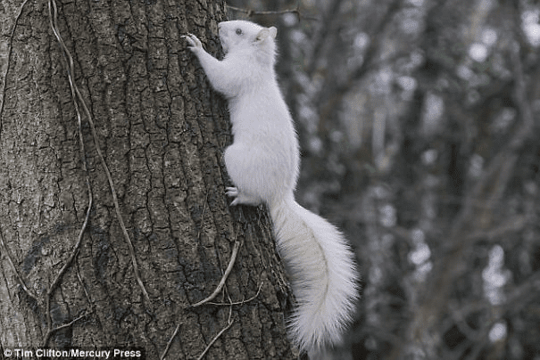 Squirrel