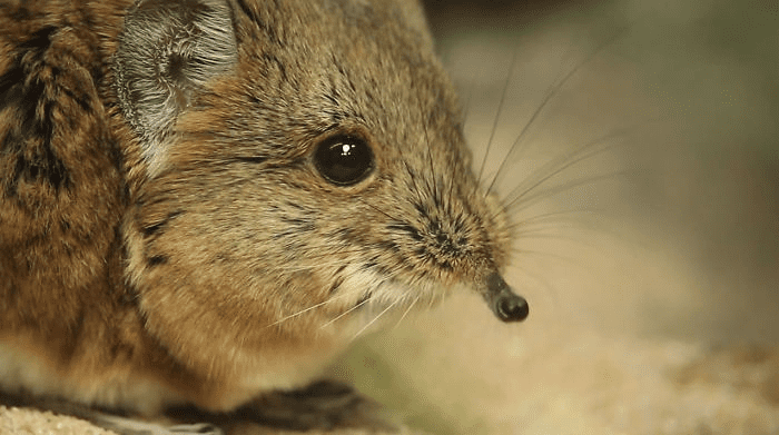 Elephant Shrews