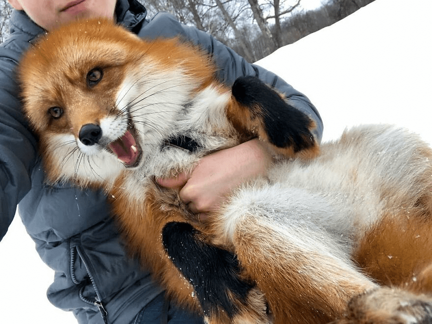 Fox