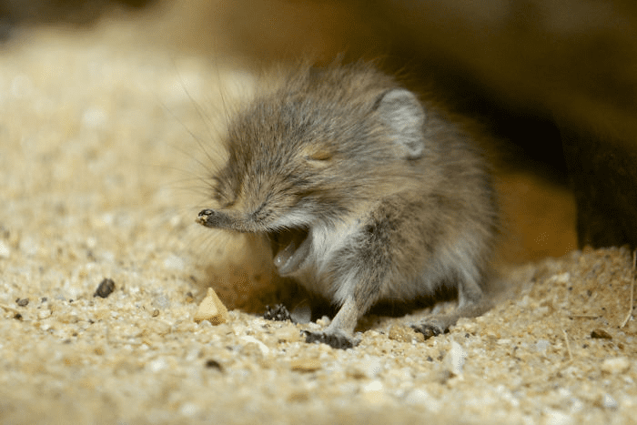 Elephant Shrews