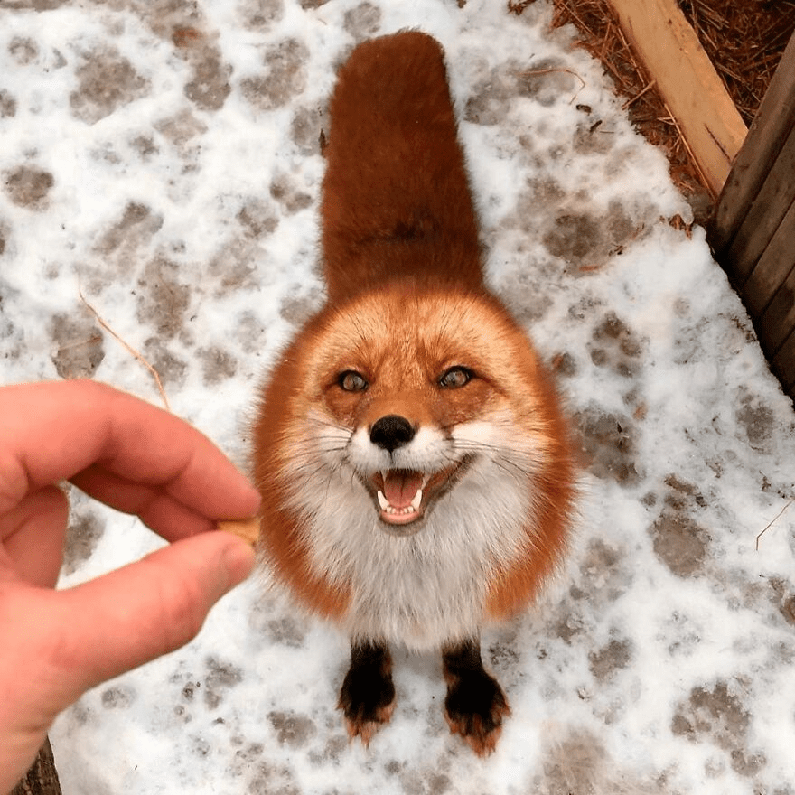 Fox