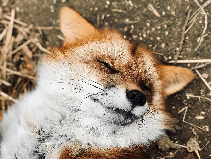 Fox