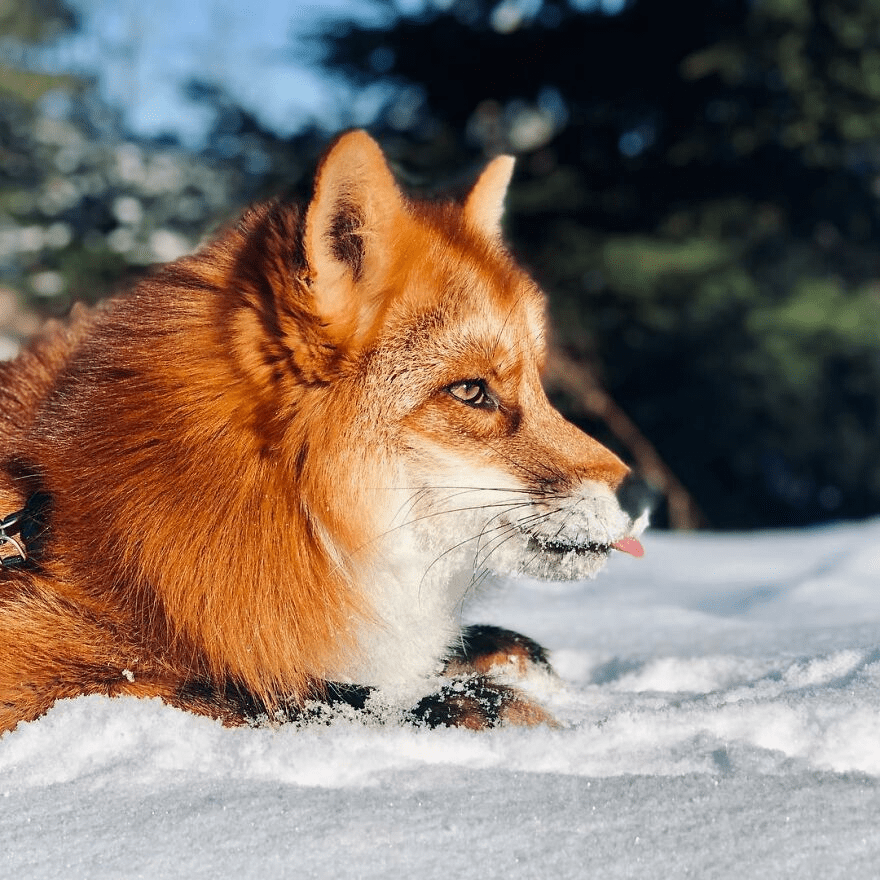 Fox