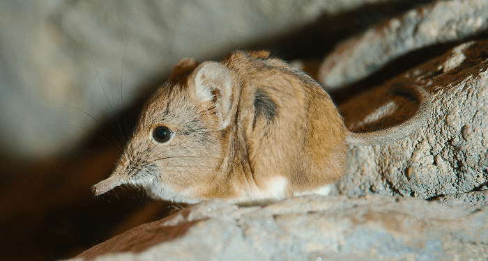 Elephant Shrews