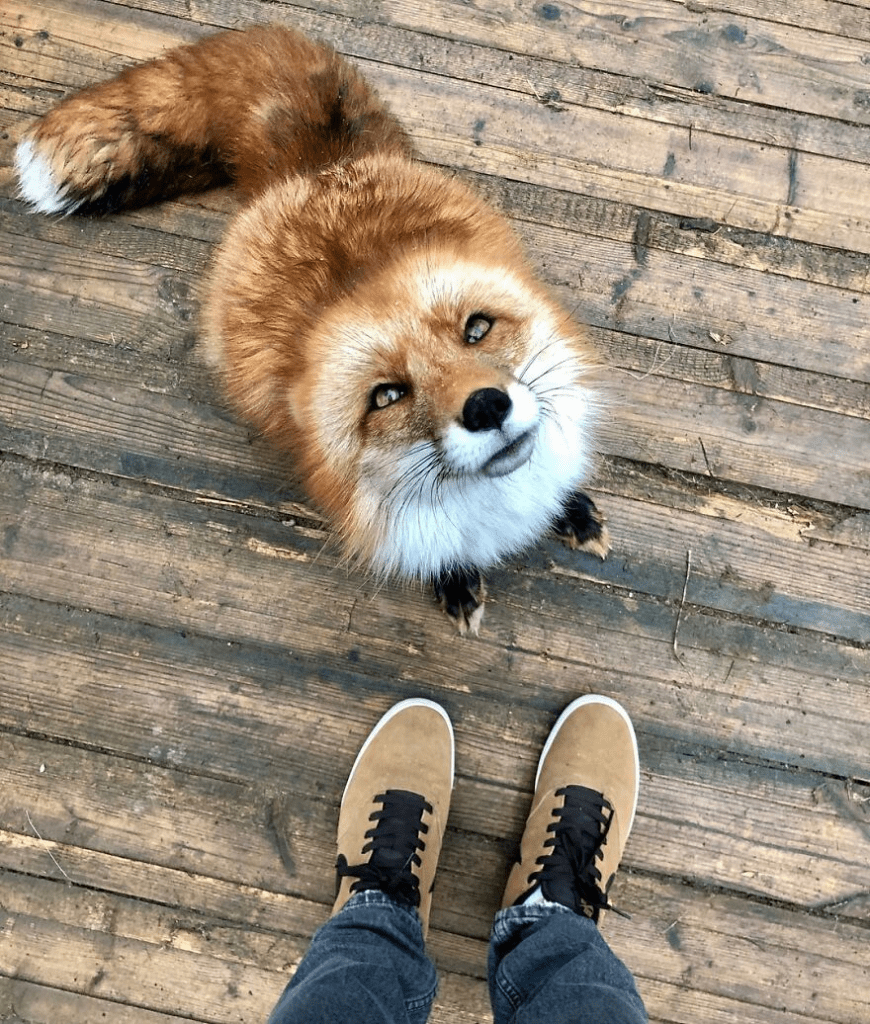 Fox