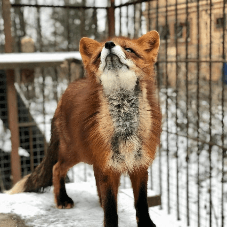 Fox