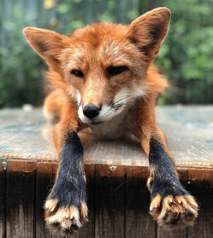 Fox