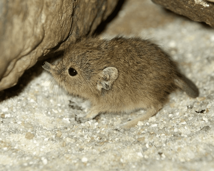 Elephant Shrews