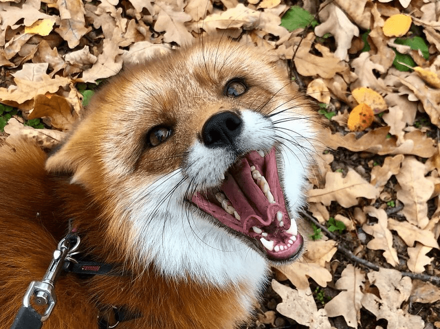 Fox