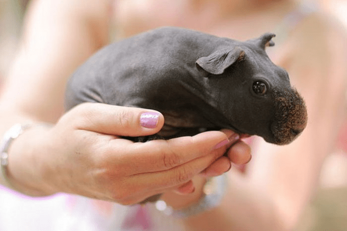 guinea pigs