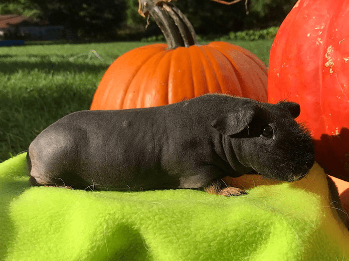 guinea pigs