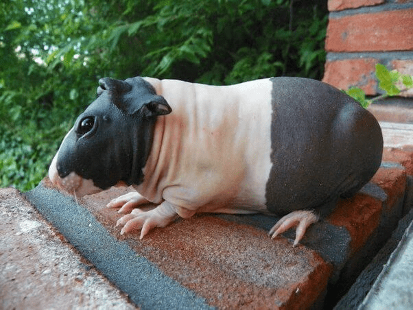 guinea pigs