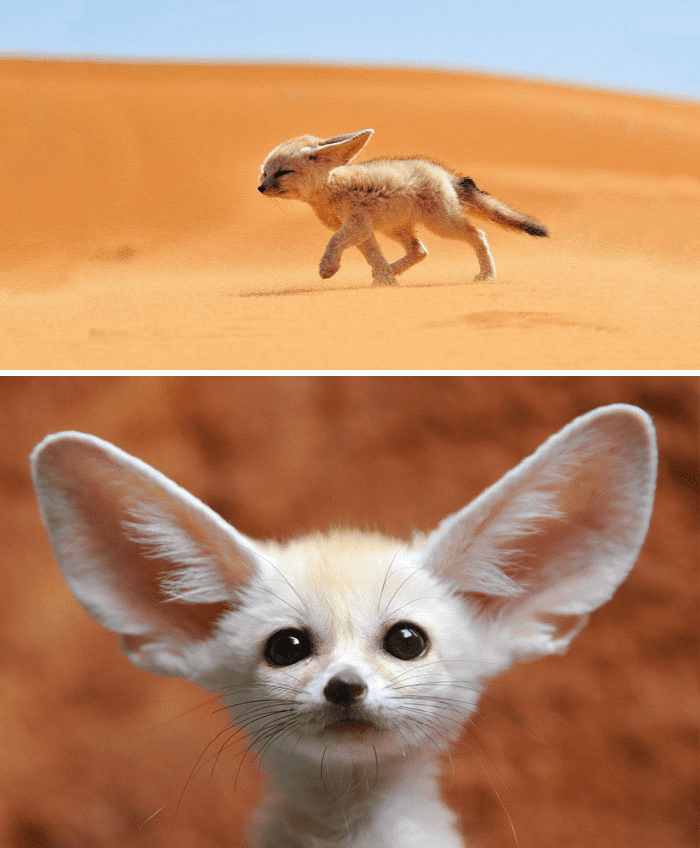 Baby Fennec Fox