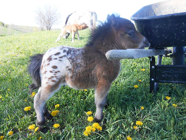 Miniature Horses 