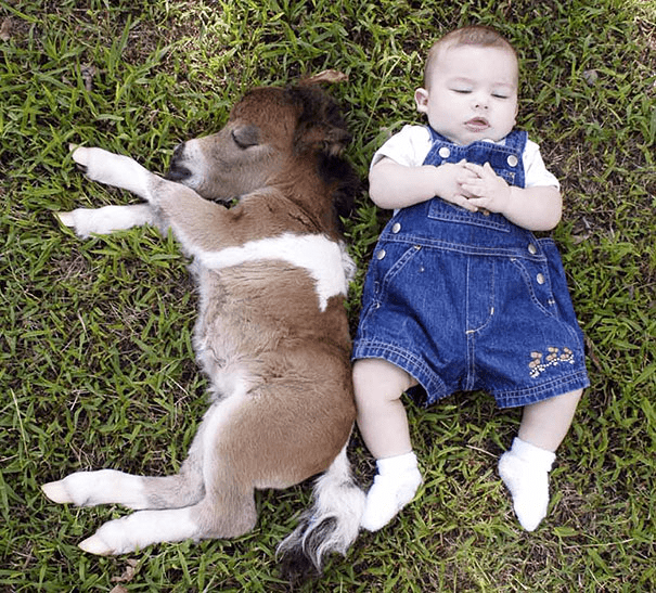 Miniature Horses 