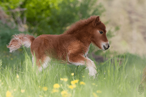 Miniature Horses 