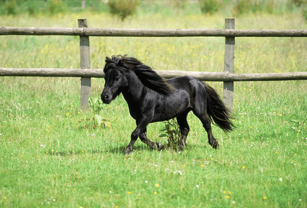 Miniature Horses 