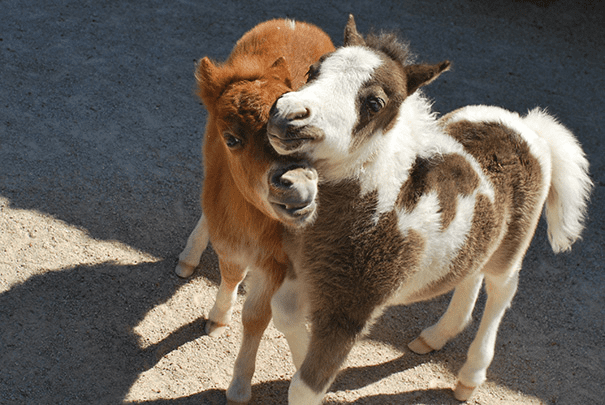 Miniature Horses 