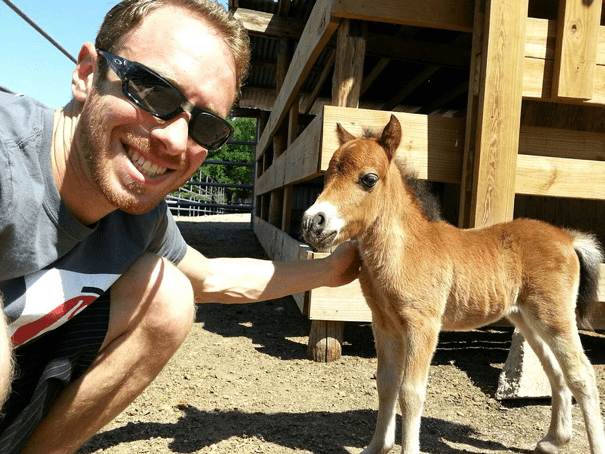 Miniature Horses 