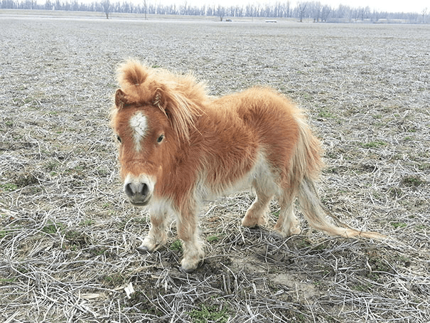 Miniature Horses 