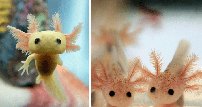 Cute Baby Axolotl